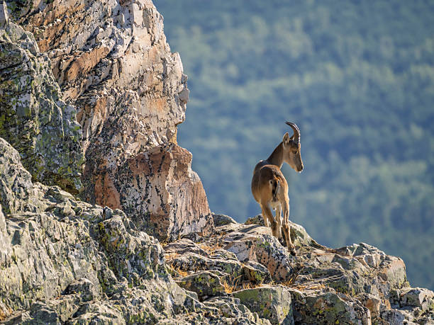 Young ibex among rocks in the mountains, Capra pyrenaica