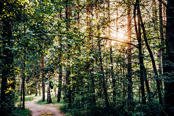 istock Green summer forest landscape spruce forest trees, grass and cloudy sky, Karelia 2227849997
