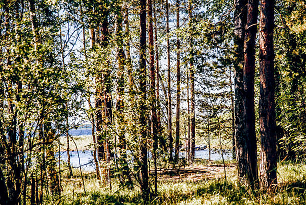 Green summer forest landscape, spruce forest trees, grass and cloudy sky Karelia