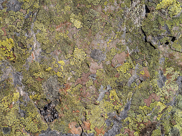 istock Full frame of lichen-covered rock 2227850106