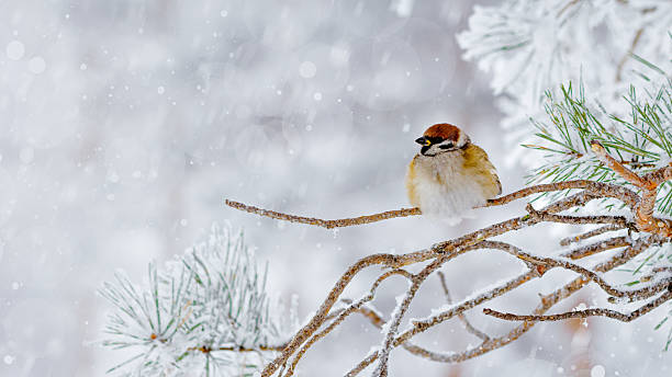 istock Closeup fluffy sparrow bird rests on snow-covered pine Branches surrounded by serene winter scene, small wild bird. Light gray snowy blur background, tranquil wintertime banner, side view 2227850209