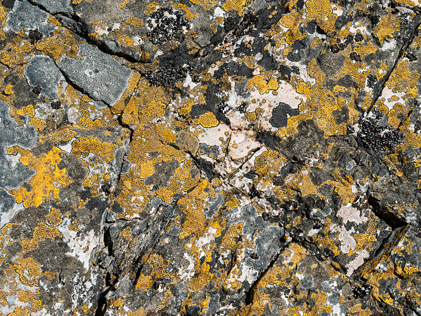 Full frame of lichen-covered rock