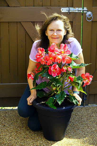 istock Adele's Expresso Sugar Dip Pink Begonia. 2227850689