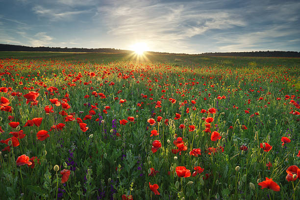 istock Spring meadow of poppy flowers 2227851296