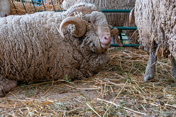 Two Icelandic wild white sheep rest peacefully on a lush green meadow dotted with wild cotton grass and white daisy flowers, surrounded by moss-covered rocky terrain near Landmannalaugar, Iceland. This scenic highland landscape showcases the country's pristine nature, where free-roaming sheep graze in remote, untouched wilderness. The contrasting dark volcanic rocks and vibrant green moss create a picturesque setting, embodying the unique beauty of Iceland's rugged countryside on spring or summer time
