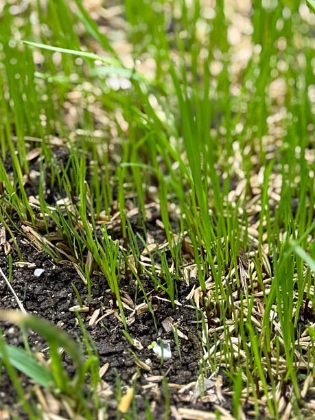 istock Image of germinating garden lawn with grass seed sprouting on patchy turf / reseeded dry areas recovering from drought 2227851682