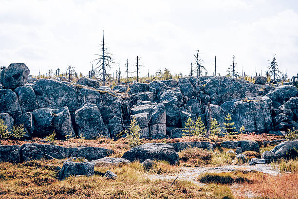 istock Forest with dead spruce deciduous trees on top Mount Vottovaara Karelia, Russia 2227851858