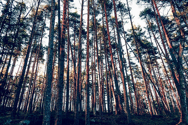 istock Green summer forest landscape spruce forest trees, grass and cloudy sky, Karelia 2227852258