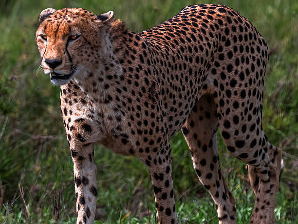 istock Cheetah Beginning to Stalk in the Wild 2227854398