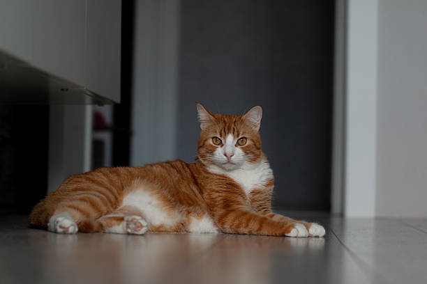 istock Charming ginger red cat relaxing on wooden floor indoors 2227854453