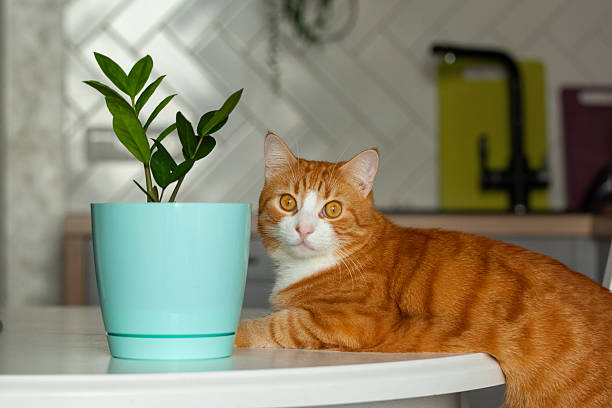 pot with seedlings and a signature card is isolated on a white background