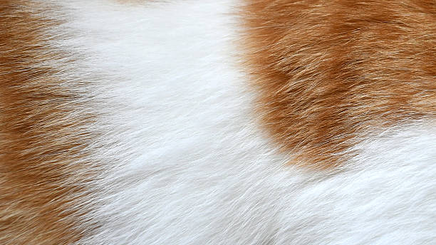 istock Ginger and white cat fur background. 2227856753