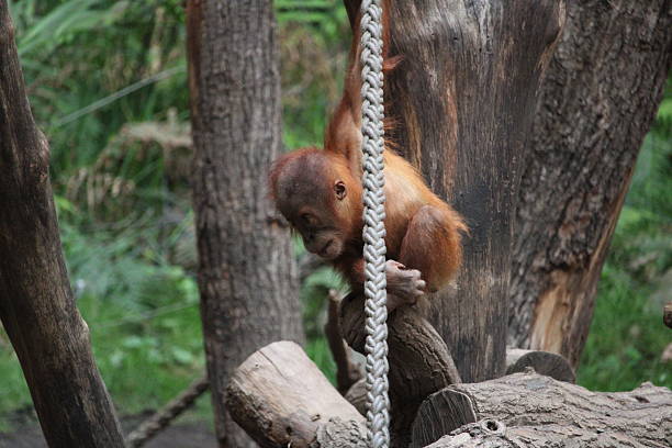 istock Orang Utah Baby 2227857664