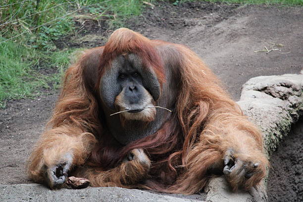 orang utan monkey looking at you in black and white
