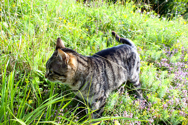 A tabby cat roams through a lush meadow filled with colorful wildflowers under bright sunlight. The cat curiously investigates the surroundings, captivating the beauty of nature.