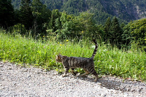 A tabby cat walks along a gravel path, curiously exploring the lush green grass and vibrant wildflowers under a clear blue sky in a scenic mountain setting.