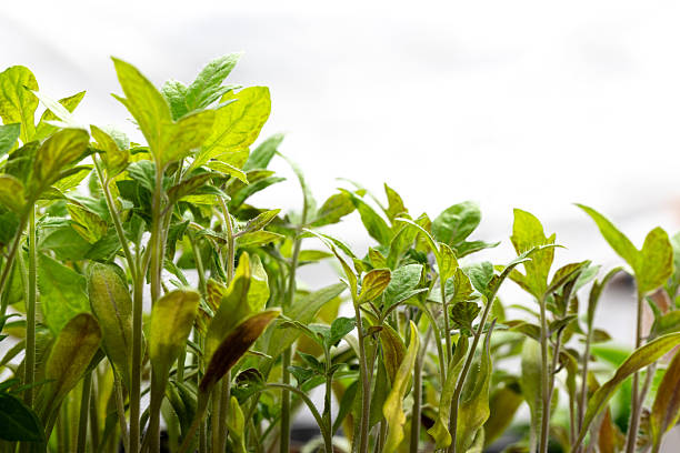 Low-angle view of leafy green vegetables, including other edible greens. A healthy and vibrant example of sustainable home gardening.
