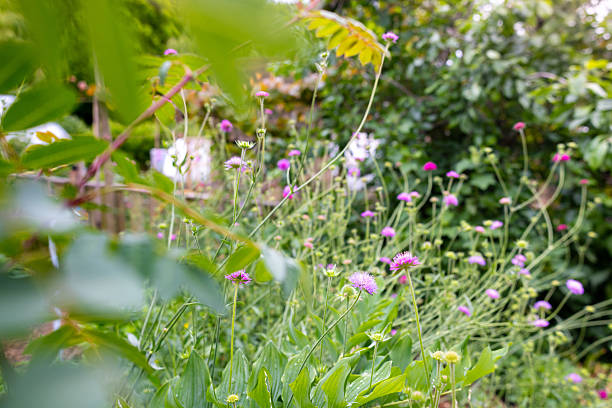A vibrant garden filled with blooming purple-pink wildflowers surrounded by dense green foliage and trees. The image captures the natural beauty of a backyard garden in summer, showcasing a variety of flowering plants.