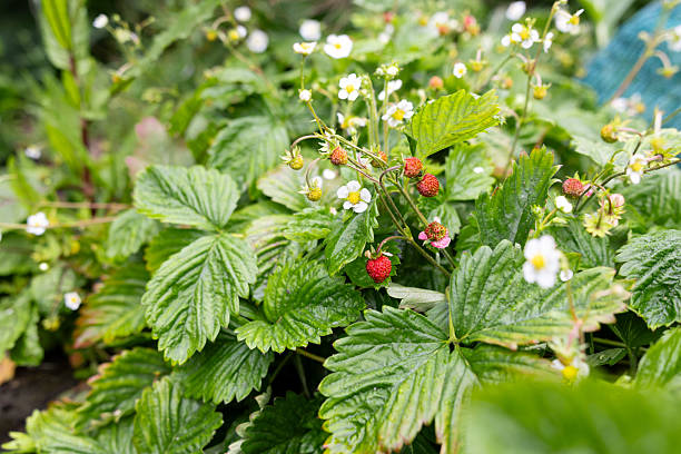 This is a close-up shot of a strawberry bush with fresh fruit ready for harvesting. A lush garden with dense foliage is in the background, out of focus.