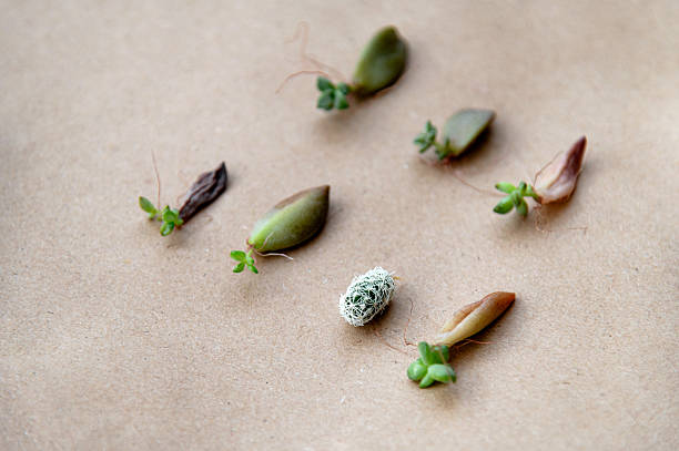 istock Nature's delicate gems arranged on a smooth brown surface creating a serene moment of growth and beauty 2227863209