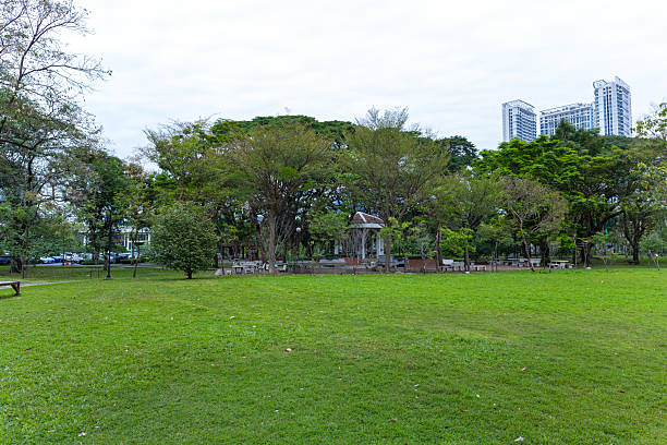 Green lawn city park forest evening sky with building nature landscape