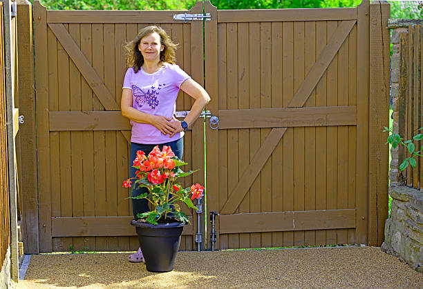 Expression Sugardip Pink Begonia, in late June, 2025.