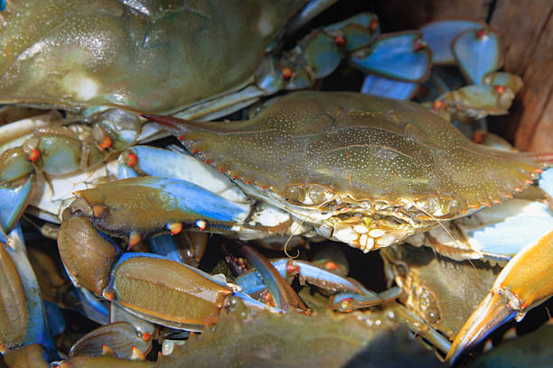 istock Blue Crab in the Bushel Basket 2227864956