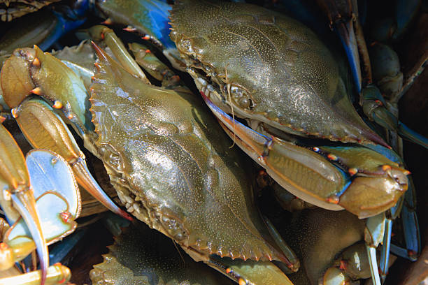 istock Pair of Blue Crabs 2227864965