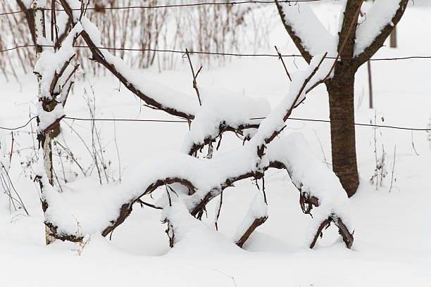 istock Snow-covered branches trees and grapes in winter season 2227865207