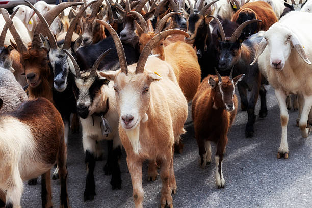 A dense cluster of goats dominates the foreground, walking across a paved surface with varied fur colorswhite, brown, black, and tan. Large curved horns and ear tags add character and detail
