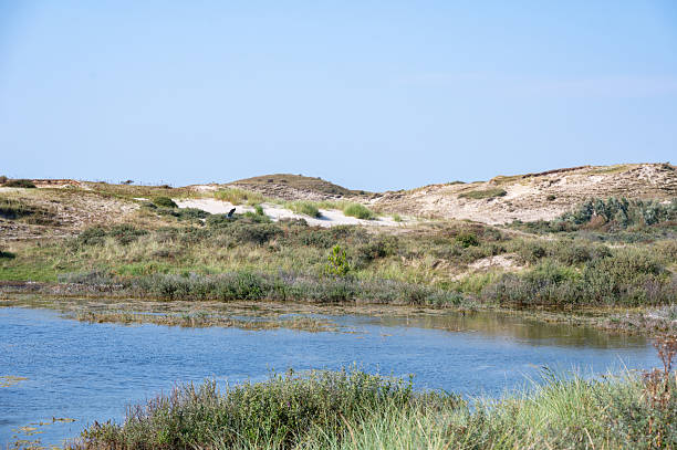 istock A lake in the dune nature reserve 2227866415