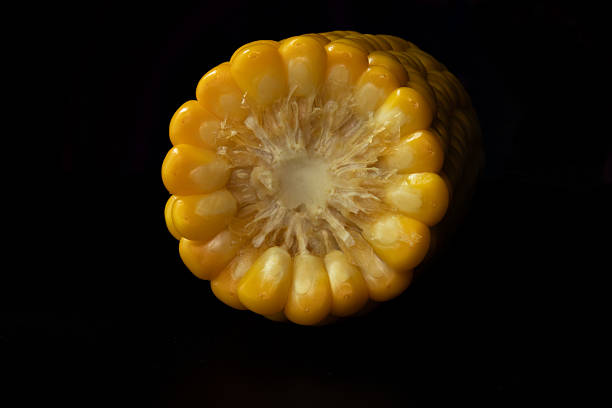 Cross-section of a boiled sweet corn cob on a black background, revealing juicy golden kernels and fibrous core in sharp macro detail, food concept
