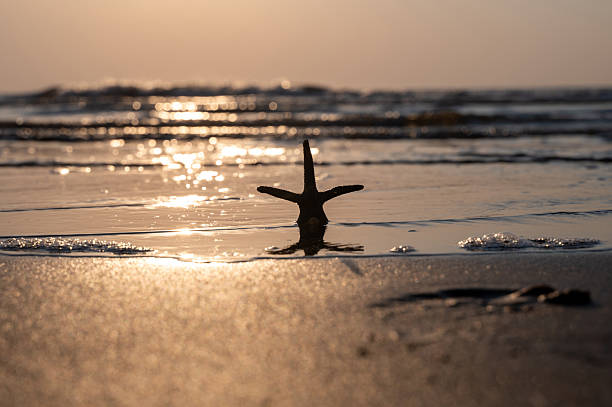 A starfish in the waves of the sea on a beach at sunset