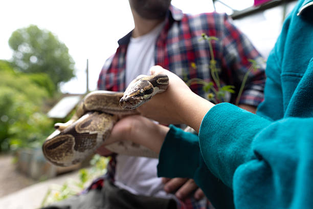istock Close-Up of a Snake Being Gently Handled 2227867382