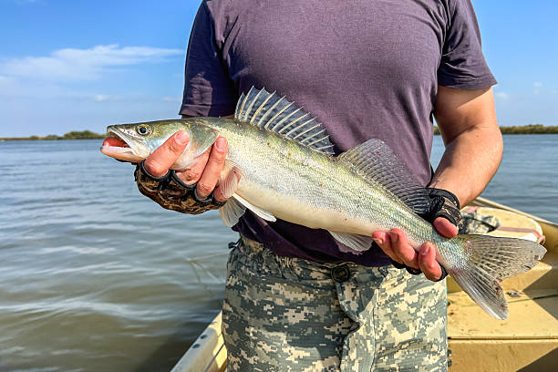 Fishing concept. Pike perch or zander fish in fishermans hands in a boat.