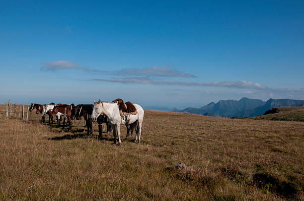 Herd of horses grazing on a hillside in Brazil