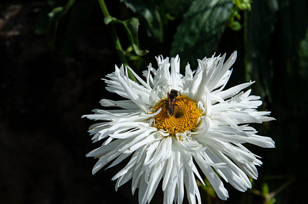 White daisy flower with bee on the petals in the garden