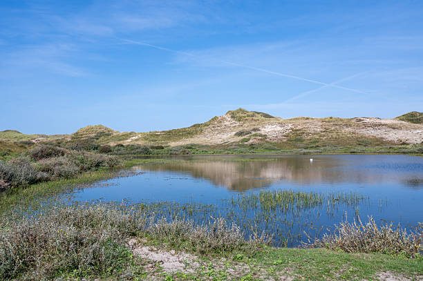 A small lake in the dune nature reserve near Egmond aan Zee in the Netherlands, Europe