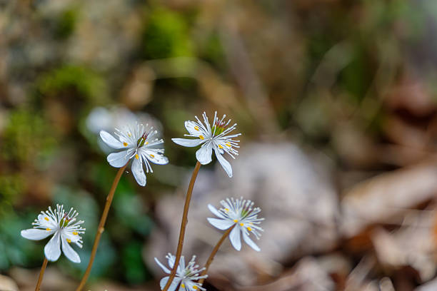 istock Delicate White Flowers of Japanese Goldthread (Oren) 2227868973