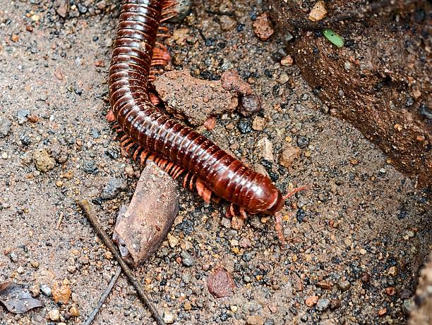 istock Asian millipede or Trigoniulus Carollinus 2227870071