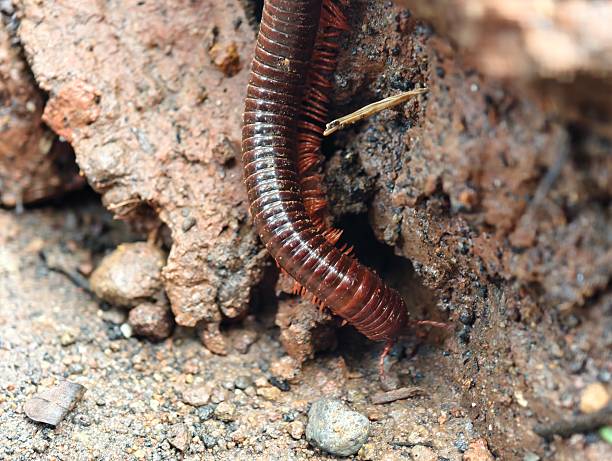 istock Asian millipede or Trigoniulus Carollinus 2227871013