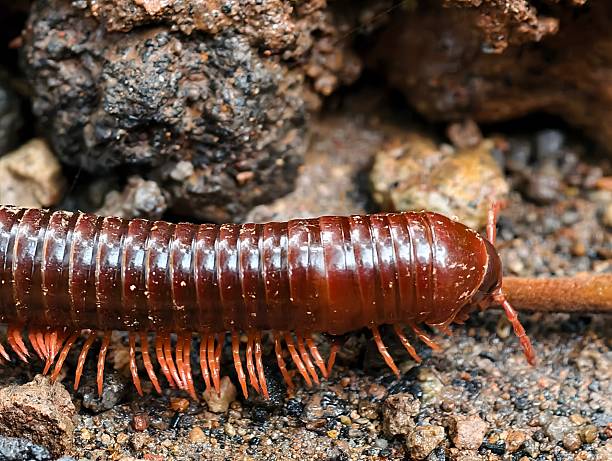 istock Asian millipede or Trigoniulus Carollinus 2227871015