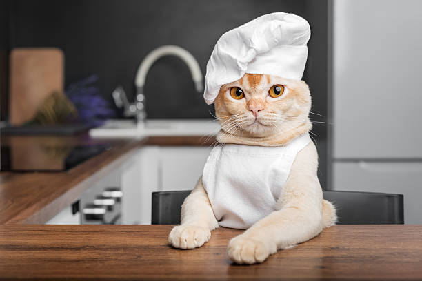 A funny Burmese cat in a chefs hat looks curiously from the kitchen table. Copy space.