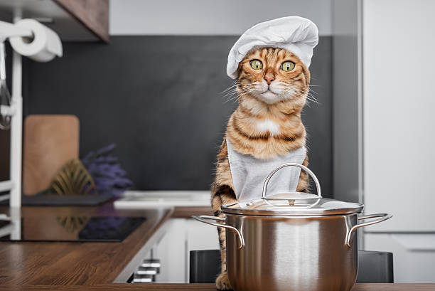istock Bengal cat dressed as a chef with a saucepan in the kitchen. 2227871636