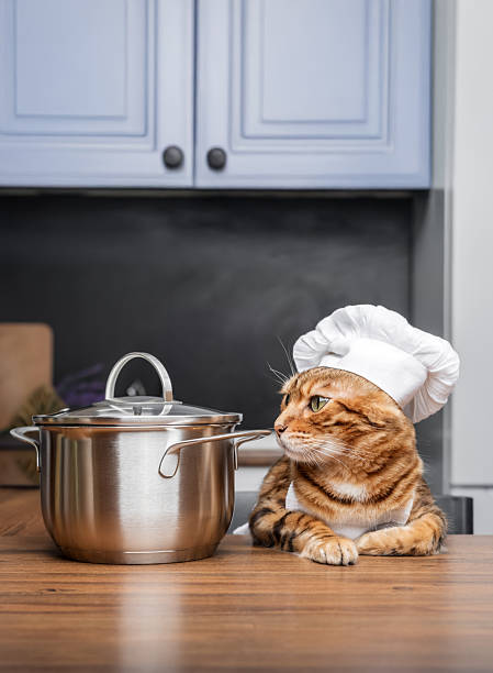 istock Bengal cat dressed as a chef with a saucepan in the kitchen. 2227871639