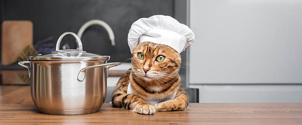 istock Bengal cat dressed as a chef with a saucepan in the kitchen. 2227871642