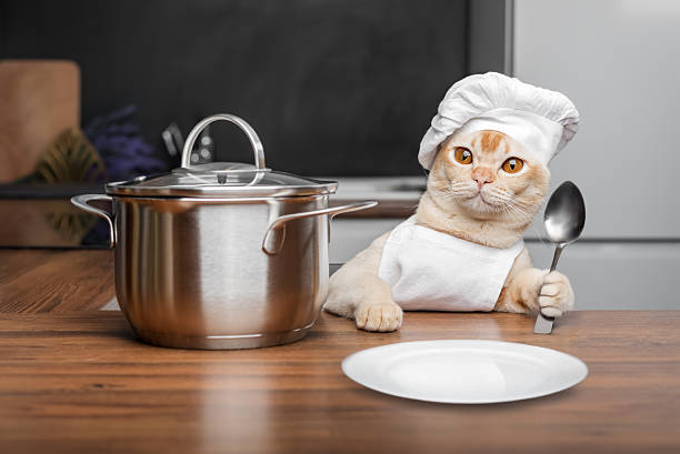 istock Burmese cat dressed as a chef with a spoon in his paw. 2227871672