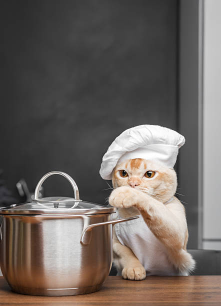 istock Burmese cat dressed as a chef with a saucepan in the kitchen. 2227871674