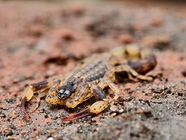 Scorpions, dangerous and deadly stinging animals