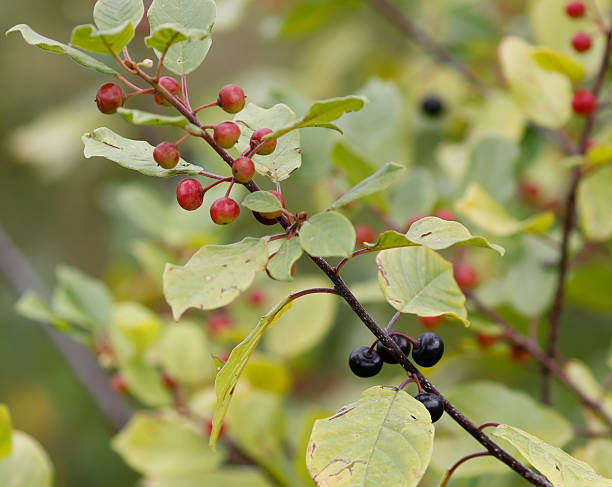 istock Alder buckthorn (Frangula alnus) Berries 2227872641